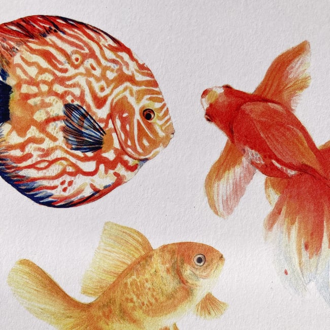 Lámina goldfish 2 