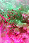 GLASS GRAPES - V2.2