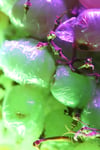 GLASS GRAPES - V2.1