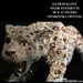 Image of Large Swarovski Crystal Extravagant Tiger Statue