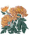 October 2021: Chrysanthemum