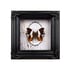 Real framed butterfly White-banded palla Image 2