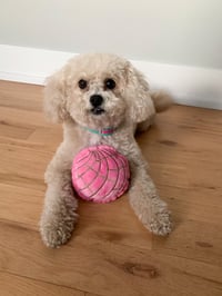 Image 2 of New! Concha Pet Toy