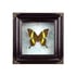 Real framed Papilio palinurus aka Emerald swallowtail Image 3