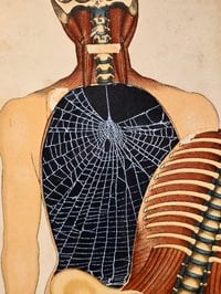 Image 3 of ANTIQUE ANATOMICAL COLLECTION - Preserved web  - C