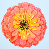 Image 1 of Salmon Rose Zinnia 