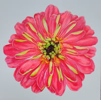 Image 1 of Coral Zinnia 
