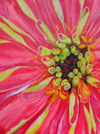 Image 3 of Coral Zinnia 