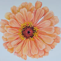 Image 1 of Peach Zinnia 