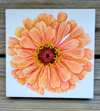 Image 2 of Peach Zinnia 