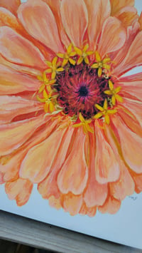 Image 3 of Peach Zinnia 