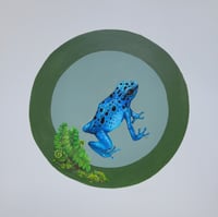 Image 1 of Blue Poison Dart Frog 