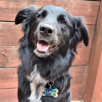 Image 4 of Custom Pet Tag