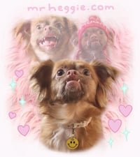 Image 4 of The diabetic dog mystery bundles