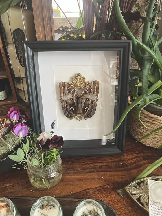 Image of Framed Owl Butterfly