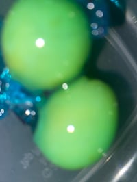 Image 3 of Cotton candy grapes (10 grapes)