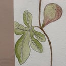 Image 2 of £50 originals - Fig watercolour