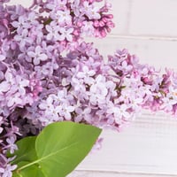 Image 6 of The "Just For You" True Lilac Honeybee Butter Bar Self Care Box