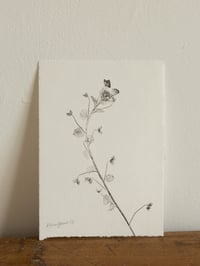 Image 1 of Speedwell 01 - A5 - Original Botanical Monoprint