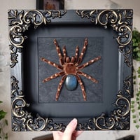 Image 1 of Large! Brazilian White knee tarantula