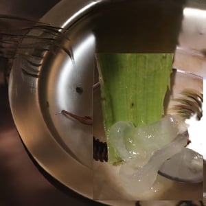 Image of Fresh Aloe Vera