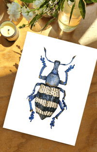 Image 3 of Weevil Beetle Watercolor Illustration PRINT 
