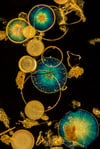 Diatoms from San Francisco Bay 1