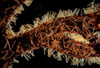 Red Seaweed with Lioloma Diatoms