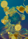Diatoms from San Francisco Bay 2