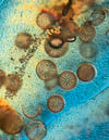 Diatoms on Seaweed