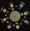 Arranged Diatoms and Sponge Spicules
