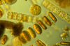 Diatoms from Monterey Bay 2