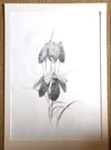 Fritillaria Meleagris