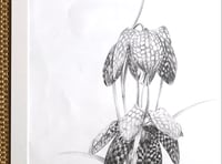 Image 3 of Fritillaria Meleagris