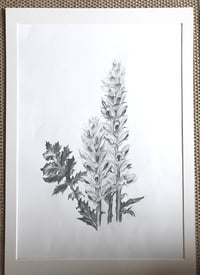 Image 1 of Acanthus Mollis