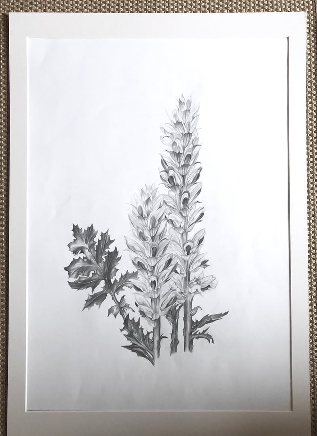 Acanthus Mollis