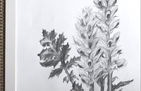 Image 2 of Acanthus Mollis