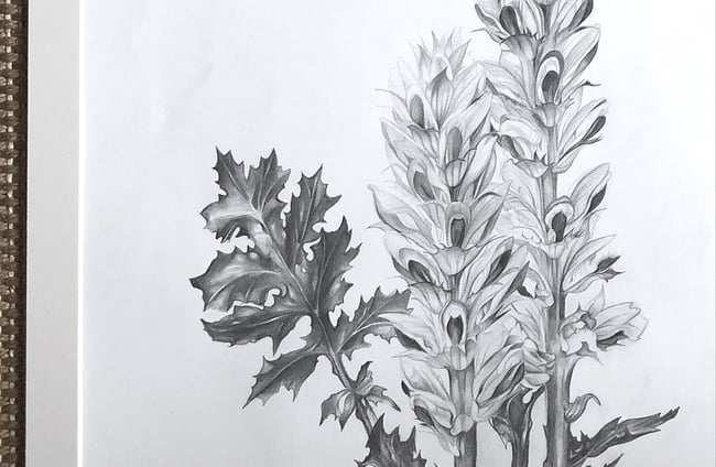Acanthus Mollis