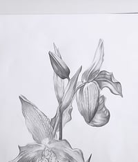 Image 2 of Ladies Slipper Orchid