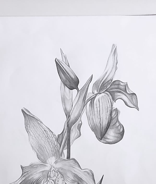 Ladies Slipper Orchid