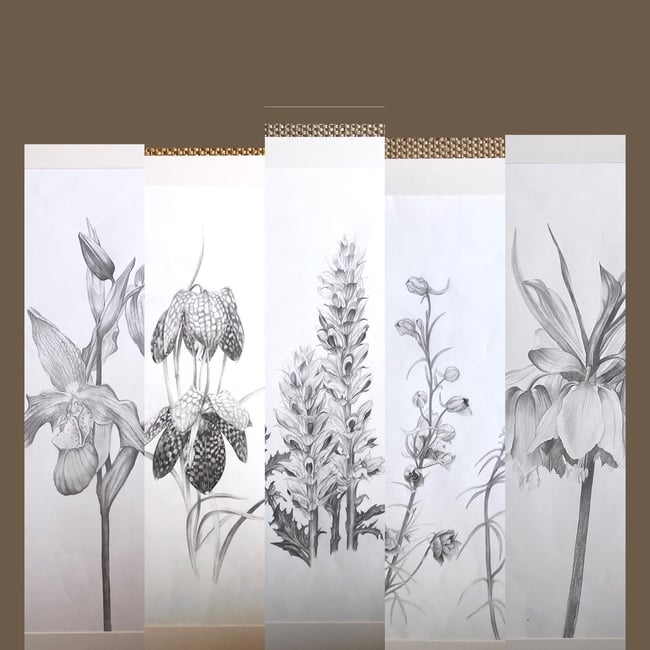 Acanthus Mollis