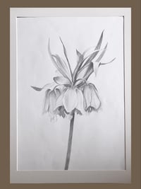 Image 1 of Fritillaria Imperialis