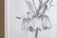 Image 2 of Fritillaria Imperialis