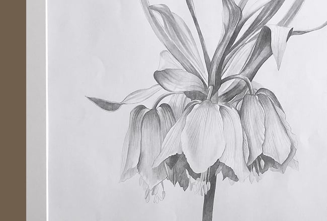 Fritillaria Imperialis