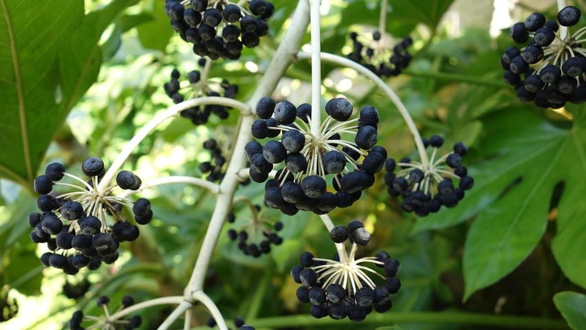 Image of Fatsia japonica (Japanese aralia)