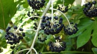 Image 2 of Fatsia japonica (Japanese aralia)