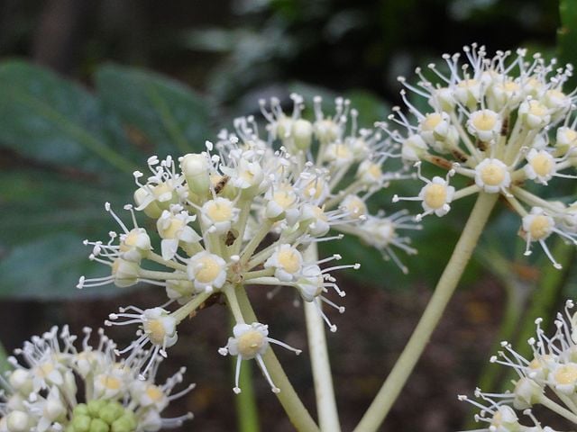 Image of Fatsia japonica (Japanese aralia)