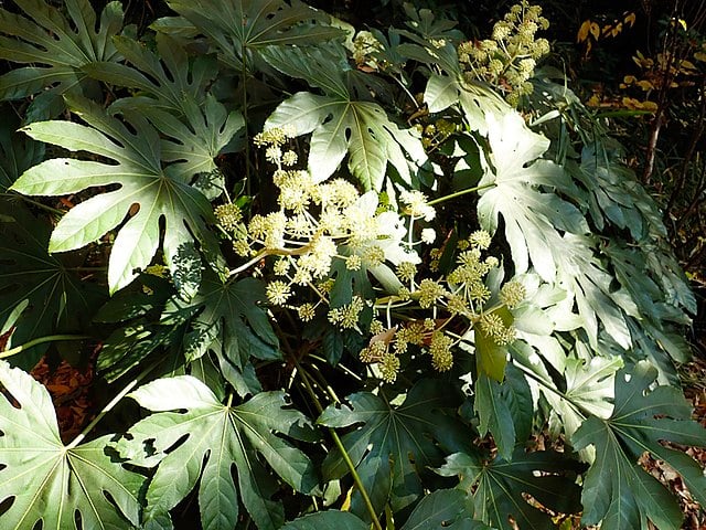 Image of Fatsia japonica (Japanese aralia)