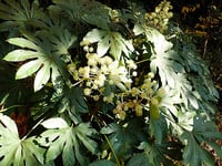Image 1 of Fatsia japonica (Japanese aralia)
