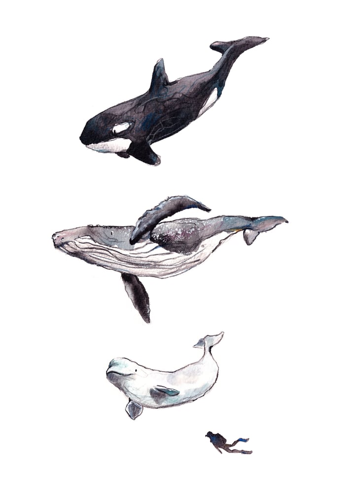 Image of the whales print